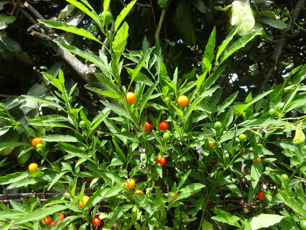 Solanum pseudocapsicum (Solanaceae)